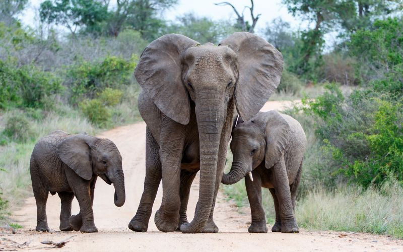 Family safari South Africa in a game reserve where elephants are seen