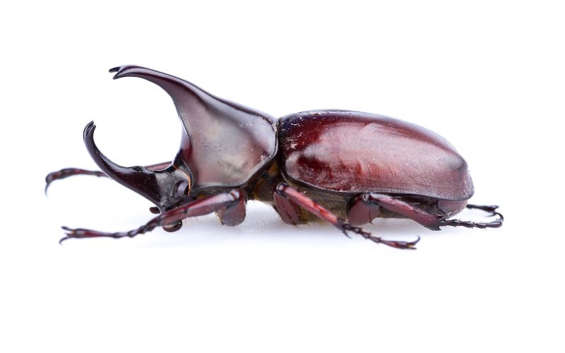 One of the Little Five animals, the rhinoceros beetle