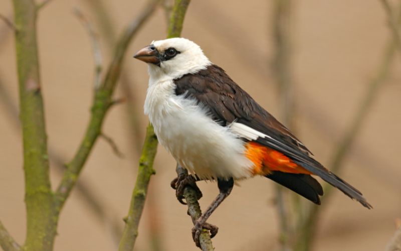 Little Five South Africa, the buffalo weaver.