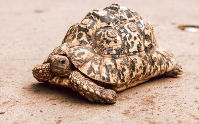 One of the Little Five animals, the leopard tortoise.
