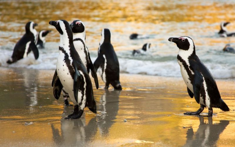 Watching penguins on a family vacation in Cape Town.