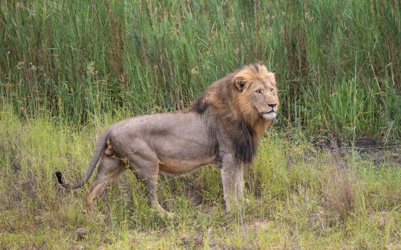 A Kruger National Park safari where you will most likely encounter a lion.