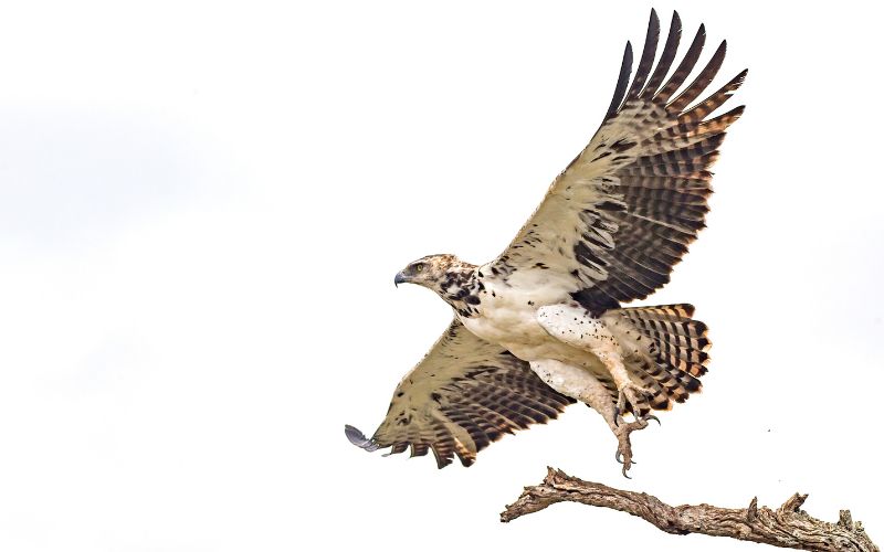 The best time to visit South Africa for safari are the summer months to see the incredible bird life.
