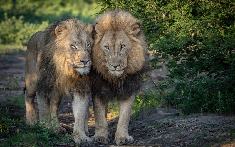 Two lions photographed on a photographic safari.