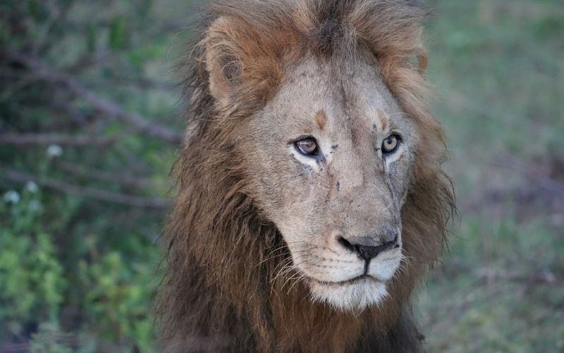 Big 5 animals- The lion is one of them.