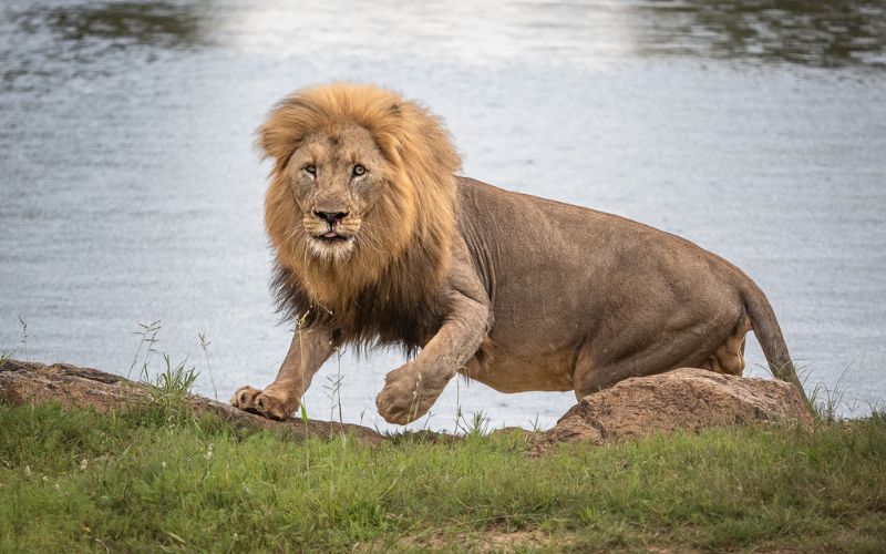 A male lion in the Kruger National Park, South Africa