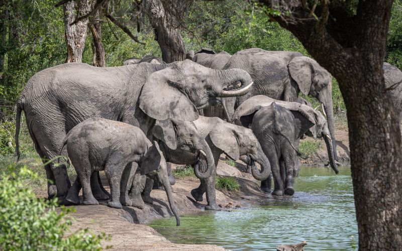 Photographic Safari South Africa. Here we are photographing elephants interacting at a waterhole.