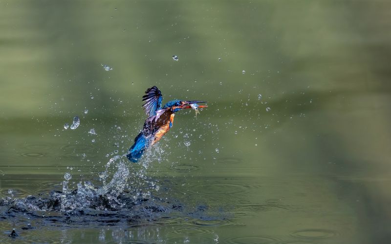 Birdwatching a Kingfisher in South Africa.