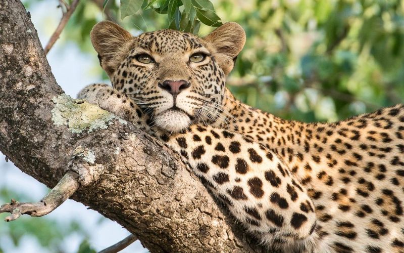 Photographing a leopard in the Sabi Sand, the home of the big cat safari