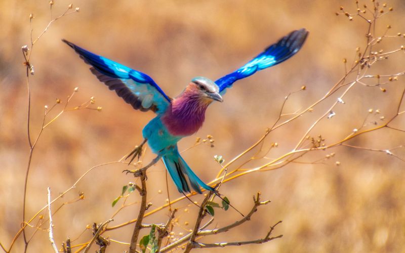 A stunning lilac-breasted roller in mid-flight, displaying its vibrant blue and purple plumage against the golden backdrop of Kruger National Park.