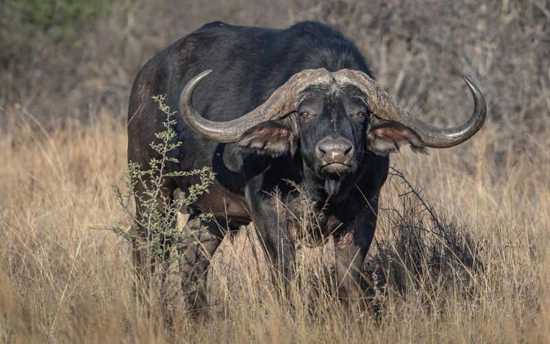 African Buffalo.
