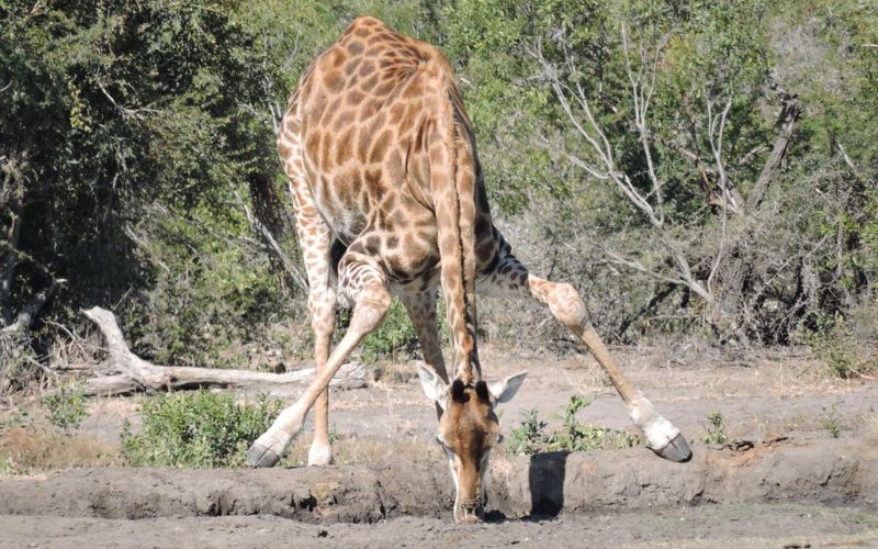 Kruger National Park. An unusual giraffe sighting as it sips water.