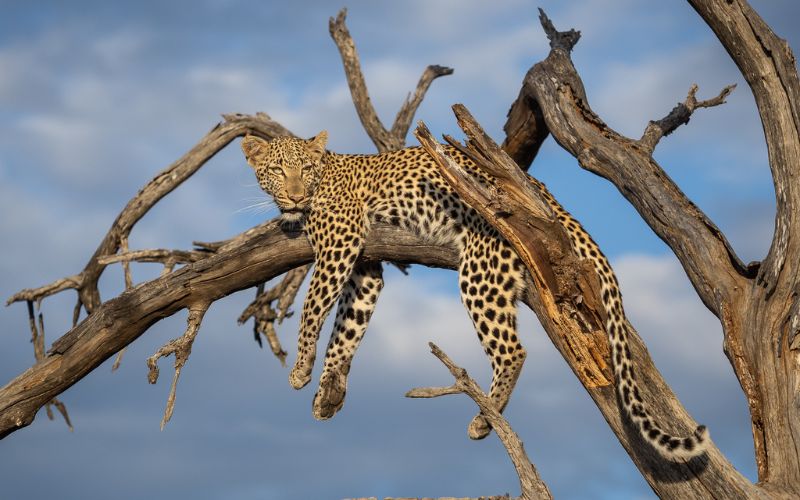 African Leopard.