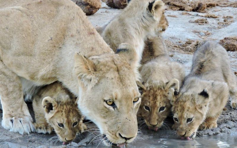 A lioness and her cubs drinking water in the wild, a perfect moment to capture on a photographic safari, showcasing intimate wildlife encounters.