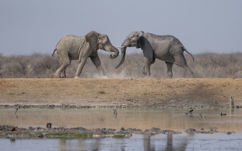Elephant sighting in the Kruger National park.