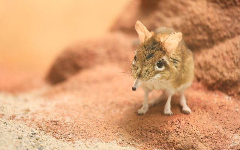 Elephant Shrew is one of the Little Five in South Africa.