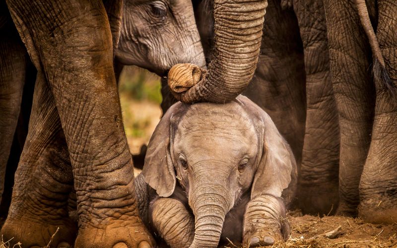 A Big Five safari includes spotting elephants, one of the Big Five.