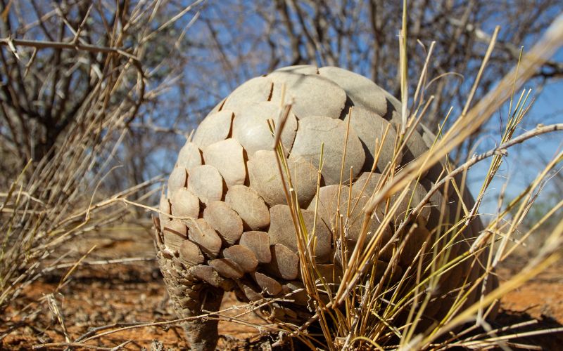 South African wildlife conservation initiatives to protect the pangolin.