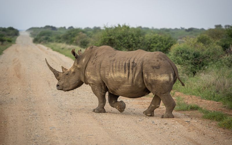 Understanding Kruger National Park with its biodiversity and ecosystem. A rhino plays a key role here.