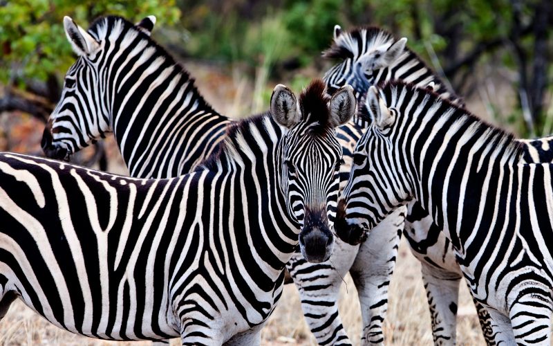 Best time to visit South Africa are the winter months, when you get to see the animals more clearly.