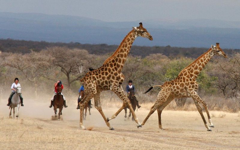 Safari horseback riding in South Africa where you ride among the giraffes