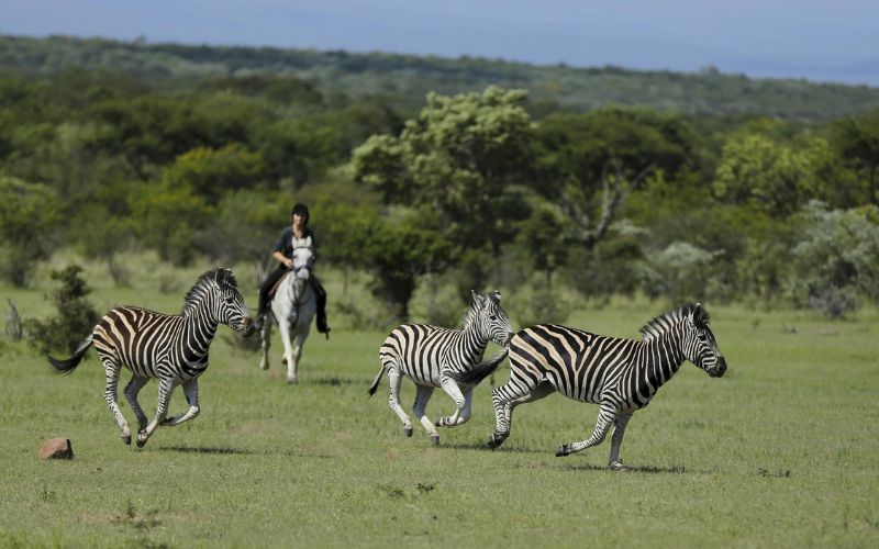Watching the zebras for the saddle