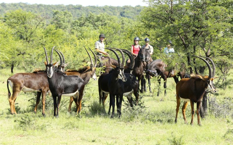 Horseback riding safari South Africa where Sable viewed from the saddle.