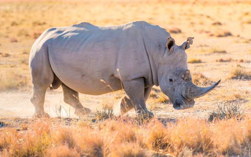Rhino protection is a key pillar of South African Wildlife Conservation