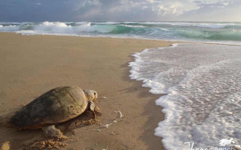 Rich wildlife.Baby Turtles hatch on the beach in South Africa.
