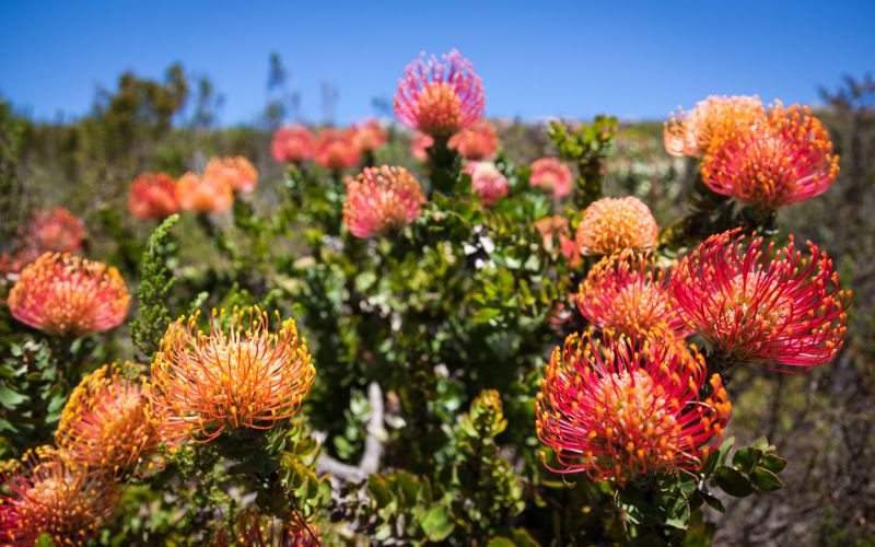 The natural fynbos grasses and flowers outside of Cape Town which are being protected by the funds of ecotourism.