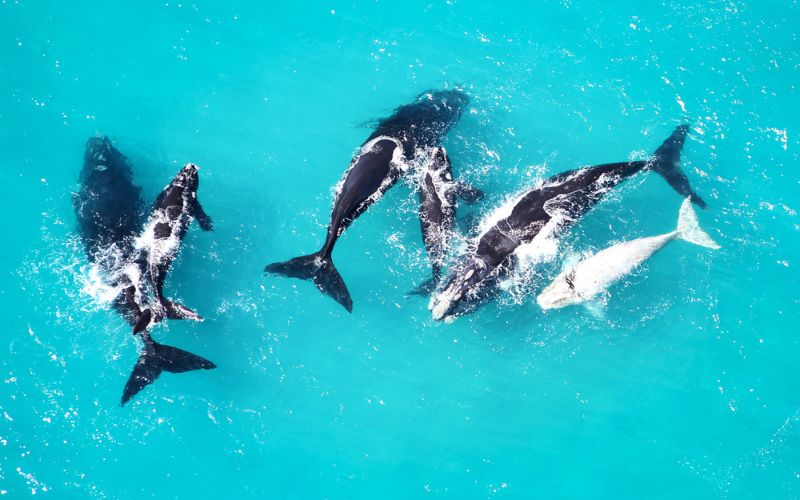 Best beach safari accommodation- De Hoop in the Western Cape, South Africa. Whales are a joy to watch when they arrive in the winter months.