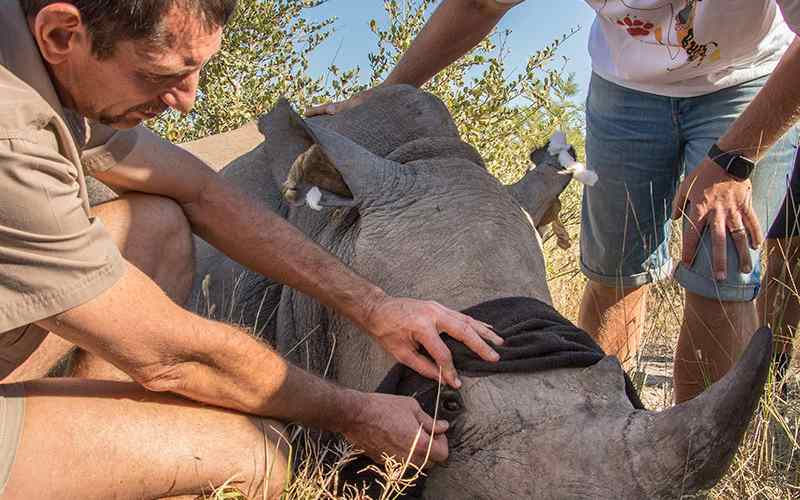 Rhino Conservation Safari protects the rhinos eyes with a blindfold.