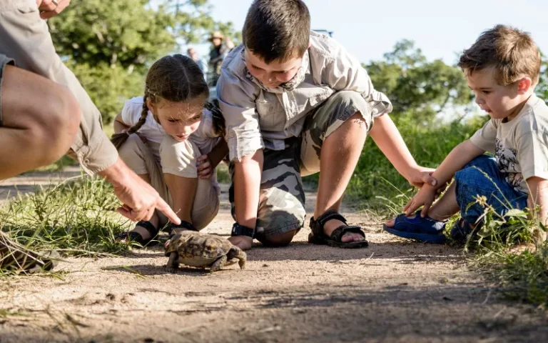 Children on a family-friendly safari in South Africa curiously observe a tortoise with a ranger’s guidance. Is South Africa safe for kids? With expert-led experiences like this, families can explore safely.