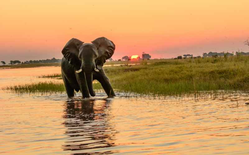 Botswana Safari is the home of the elephant