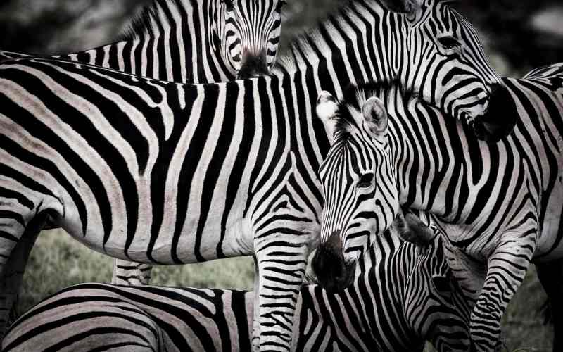 Best time to visit Botswana in the dry season when animal gather around the waterholes