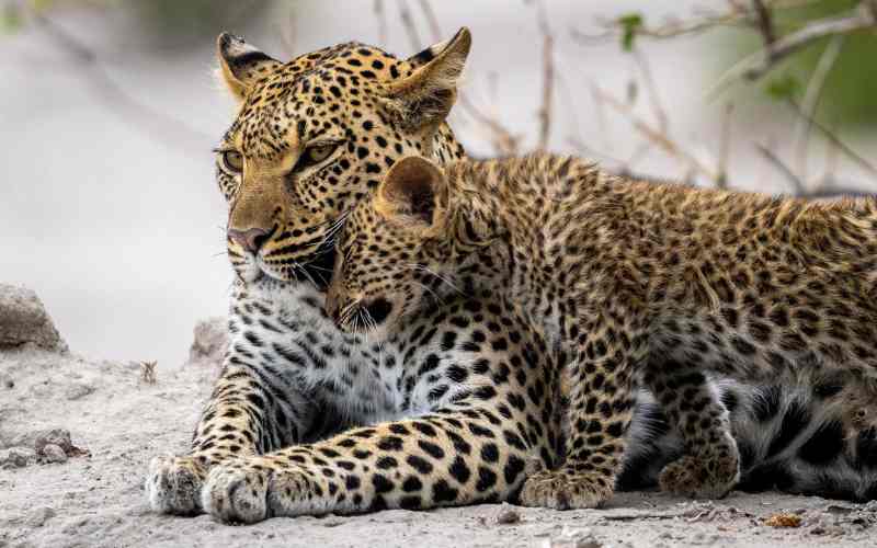 Two leopards are part of the Big 5 in Botswana