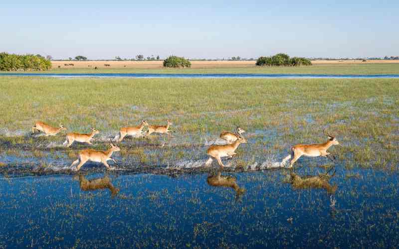 Botswana safari price and why it's expensive is due vast open land where the game roams free.