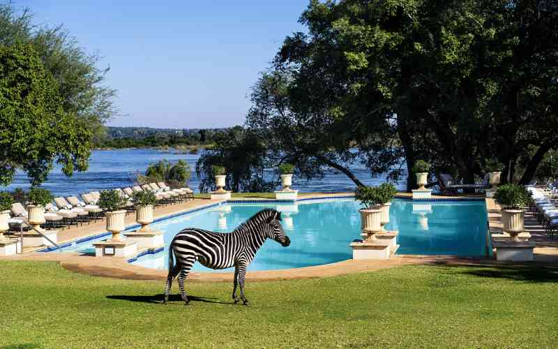A zebra on the lawn of The Royal  Livingstone, a hotel right near Victoria Falls 